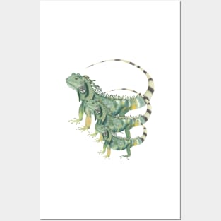 Iguanas design Posters and Art